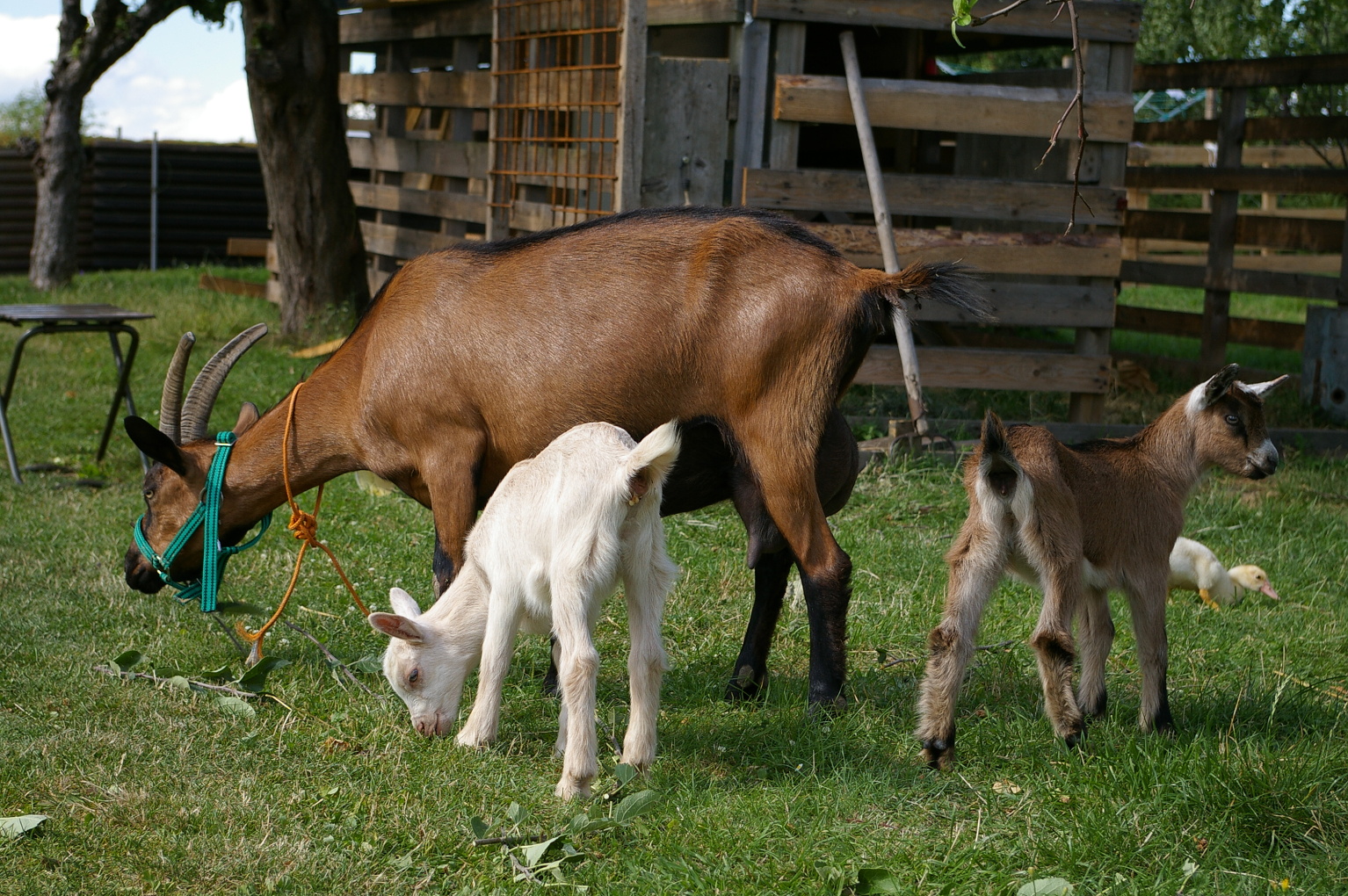 IMGP0779.jpg